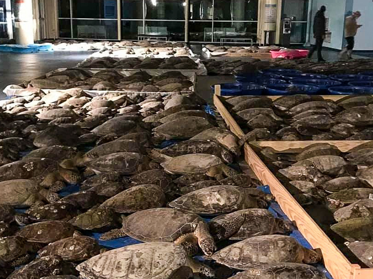 SpaceX Provides Power Generator to Save Cold-stunned Sea Turtles in South Texas
