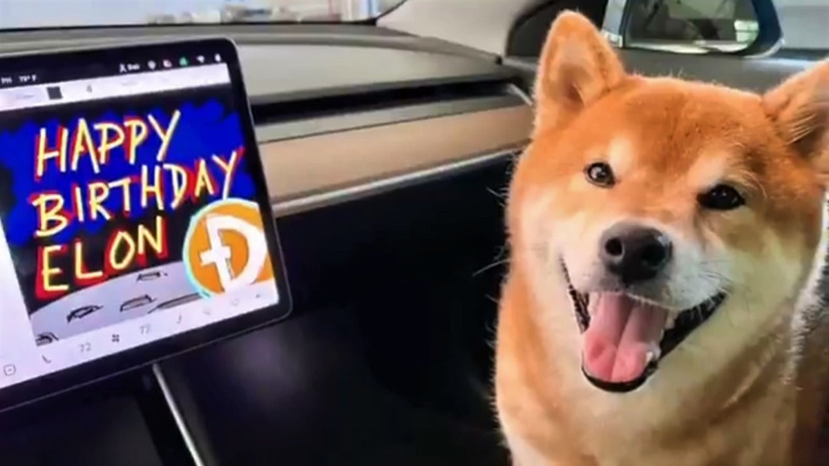 Tesla CEO Elon Musk Receives Birthday Greetings from Dogs of Tesla Owners