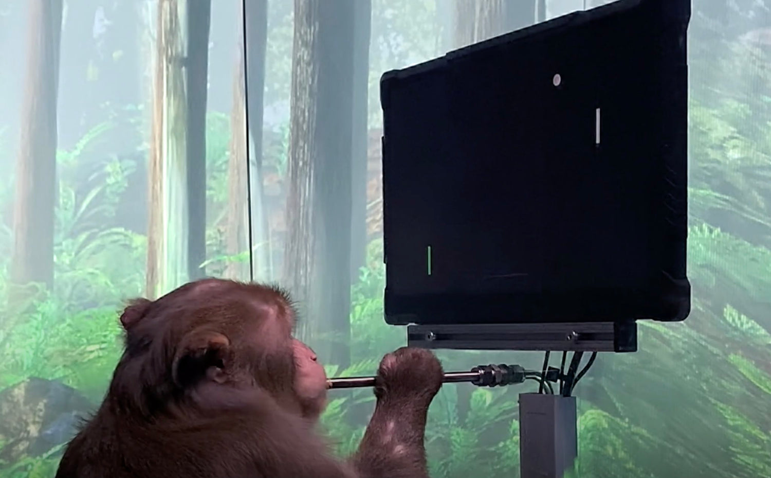 Neuralink Gives First Look At Monkey Playing Pong With Its Mind [VIDEO]