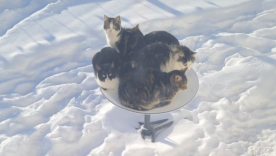 SpaceX Starlink Dish 'Snow Melt Mode' Warmth Attracts Cats