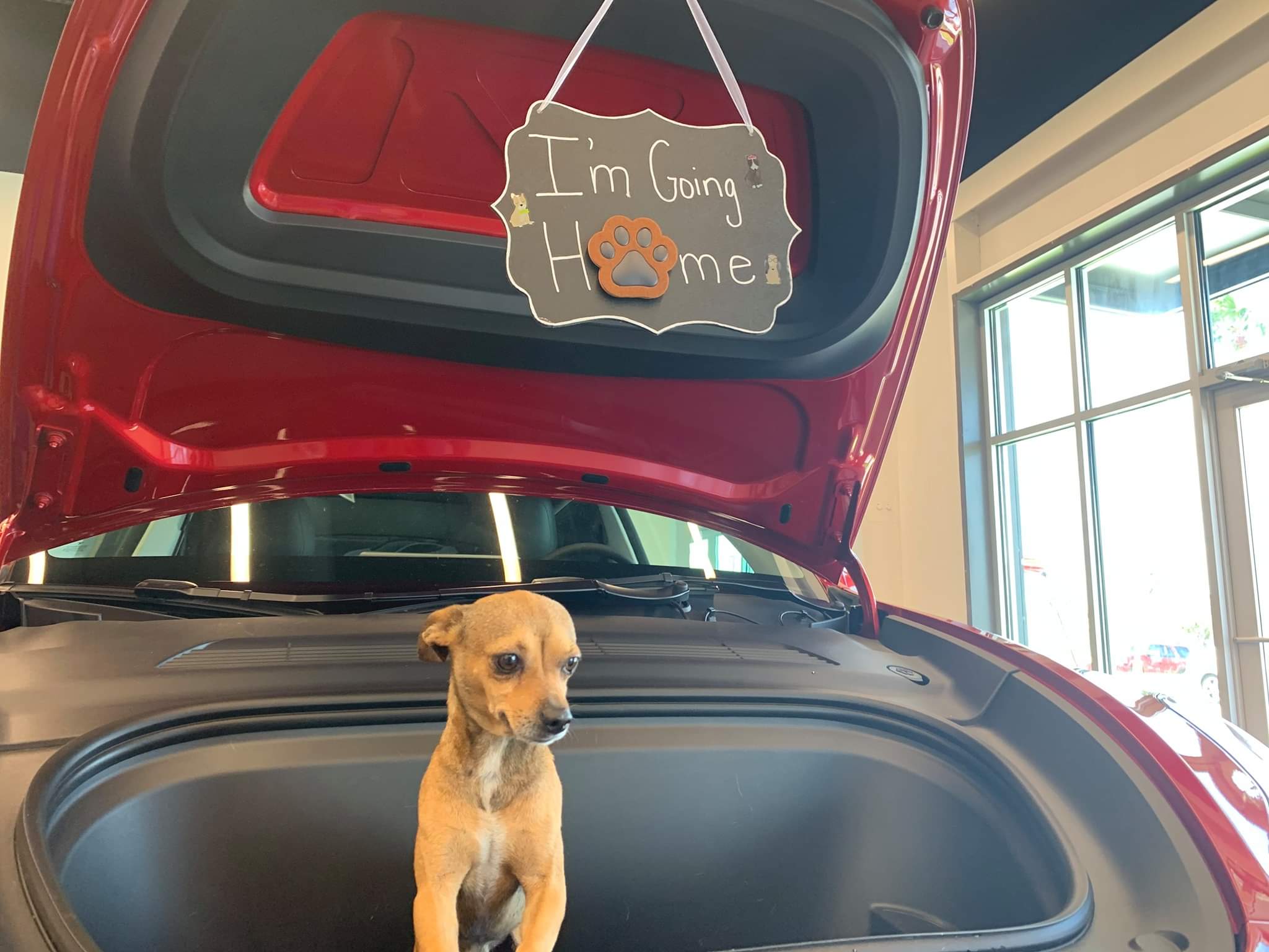 Texas Brownsville Animal Regulation Care Center & Tesla Host A 'Frunk Puppy' Adoption Event