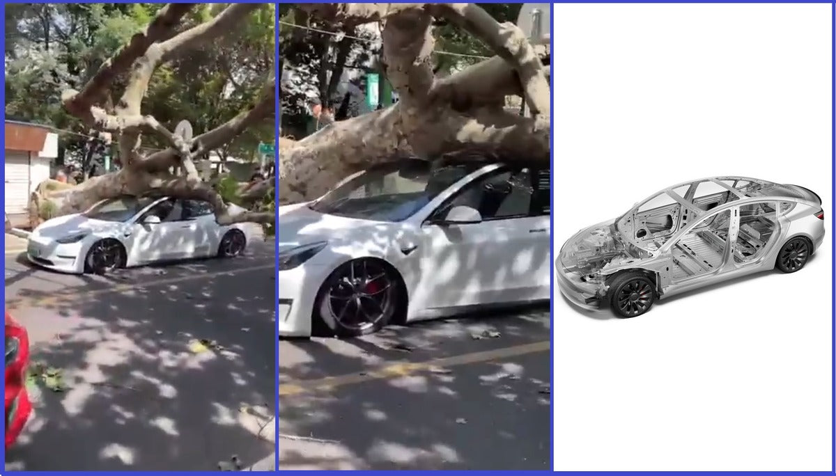 Tesla Model 3 Glass Roof Saves Driver's Life From Huge Tree Falling on Car