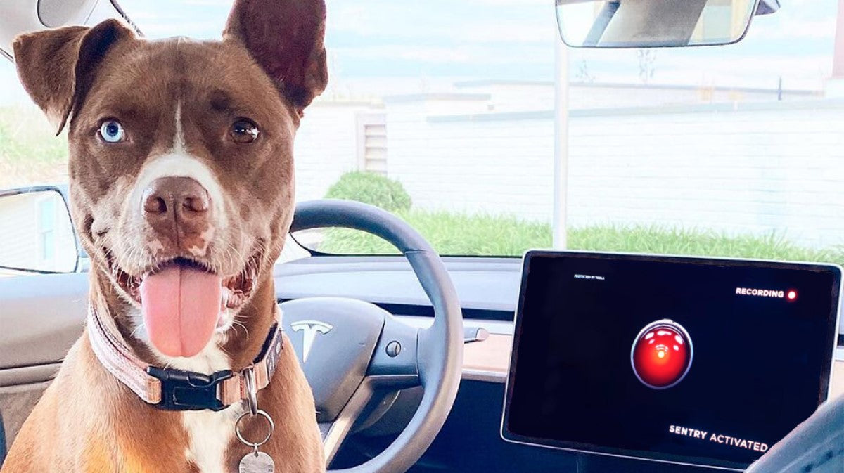 Tesla Software Update Brings Charging Efficiency Improvements, Ability to Activate Sentry Mode in Dog Mode, & More
