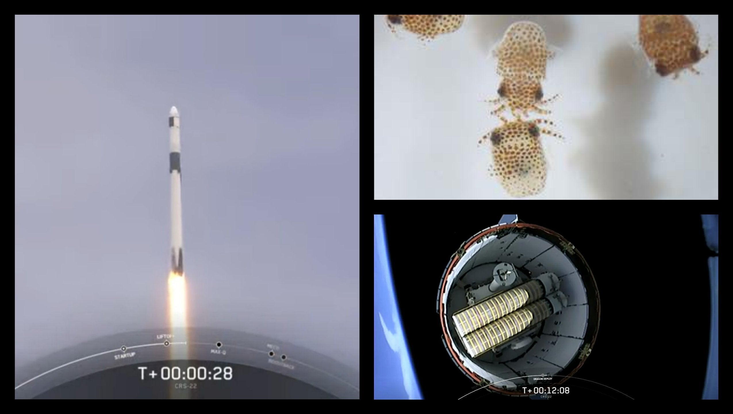 SpaceX Falcon 9 Launches Dragon Towards The Space Station Carrying NASA Cargo & Tiny Organisms